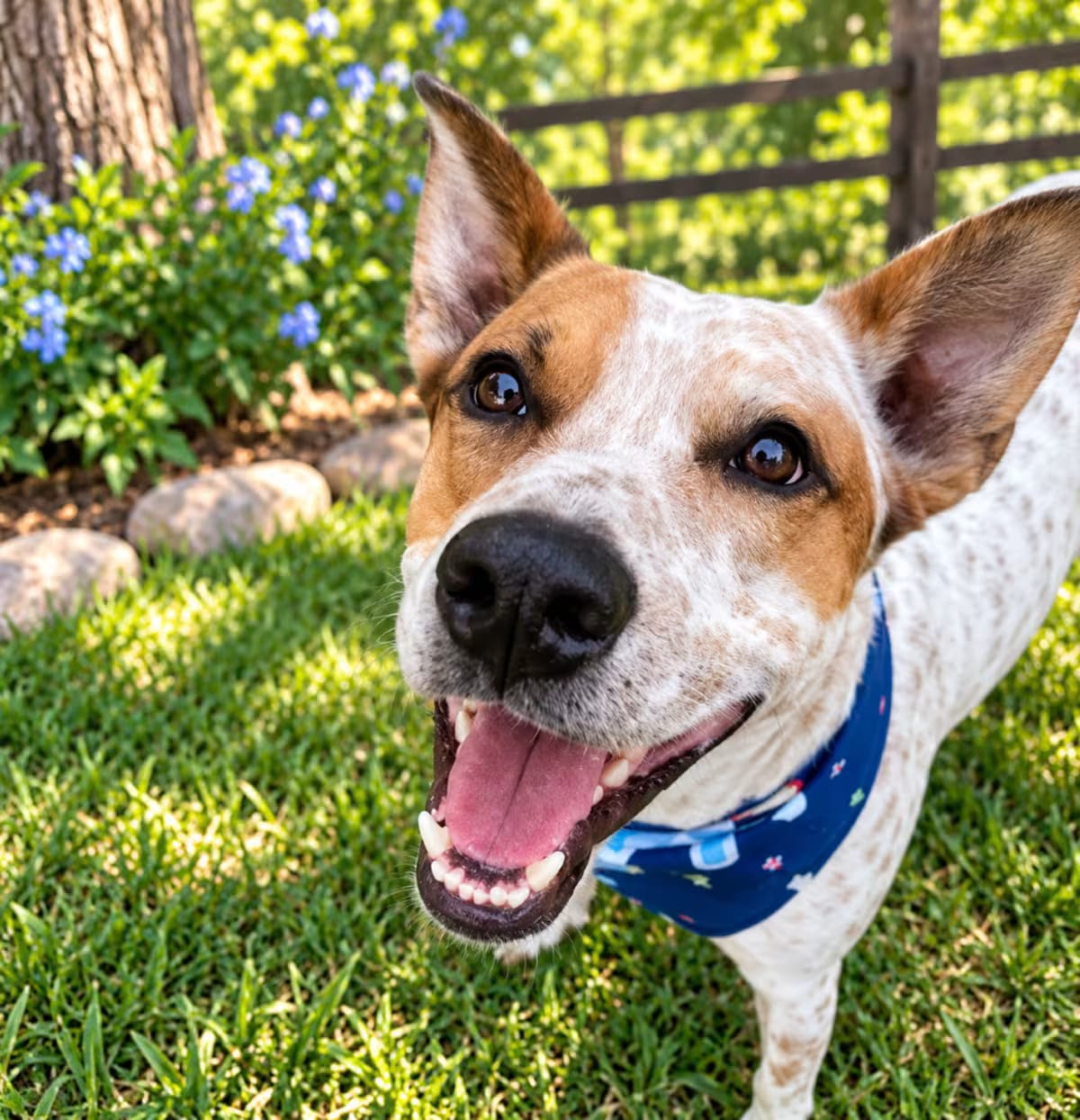 Photo of Elfie, adoptable Australian Cattle Dog Mixed Breed (Medium) in Indiantown, Florida