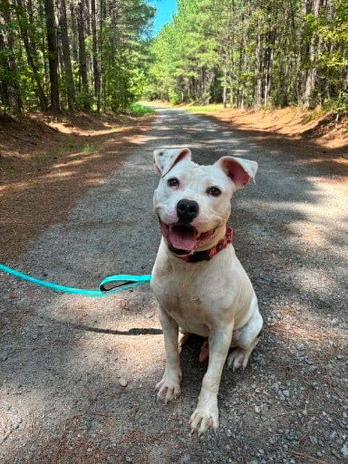 Photo of Soren, adoptable Pit Bull Terrier in Richmond, Virginia