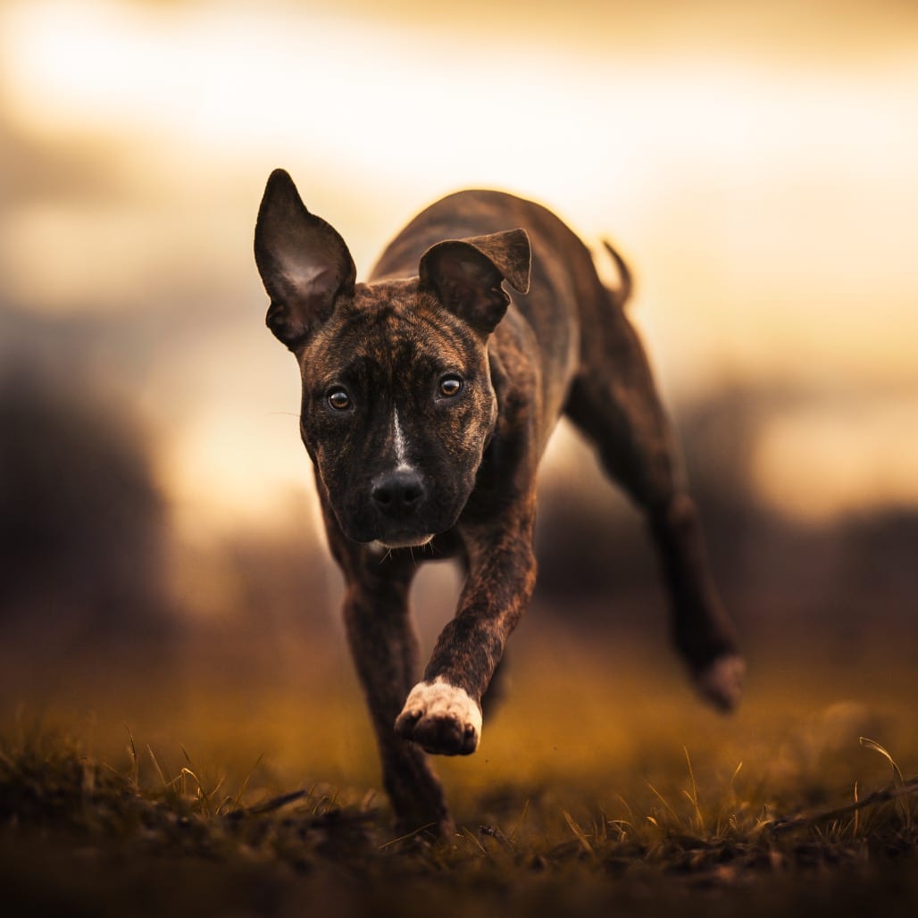 Photo of Stevie, adoptable Terrier, American Pit Bull in Port Angeles, Washington