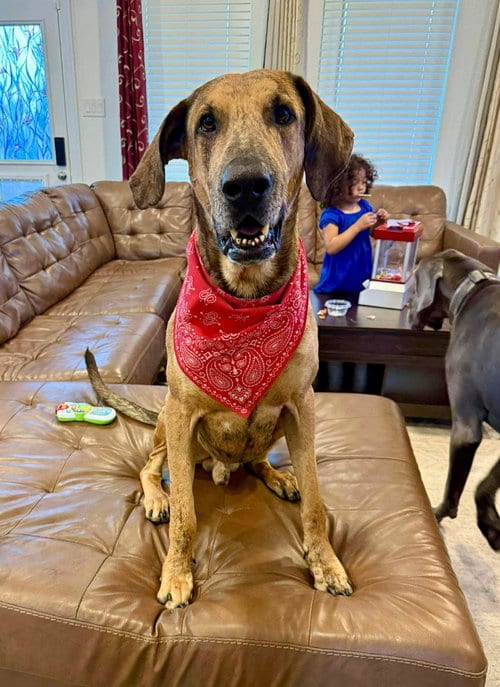 Photo of Ember, adoptable Great Dane in Bullard, Texas