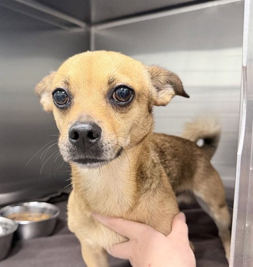 Photo of Baker, adoptable Rat Terrier in Tavares, Florida
