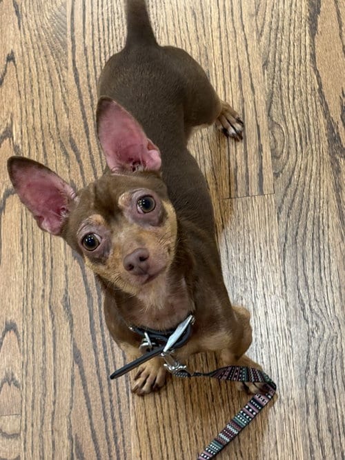 Photo of Bender, adoptable Chihuahua in Holly Springs, North Carolina