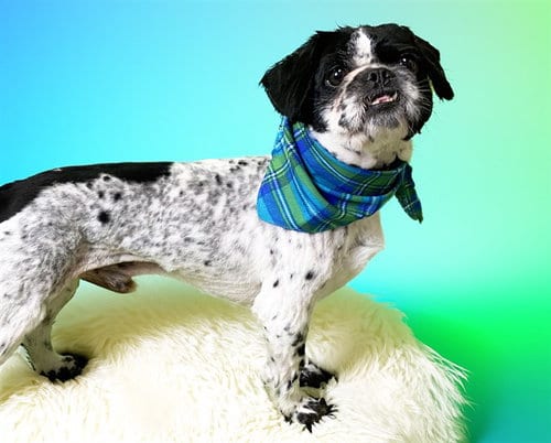 Photo of Tyson, adoptable Shih Tzu in Ft Lauderdale, Florida