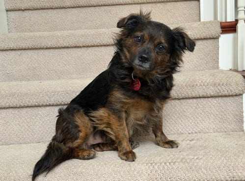 Photo of Tyler, adoptable Chihuahua in Nashville, Tennessee