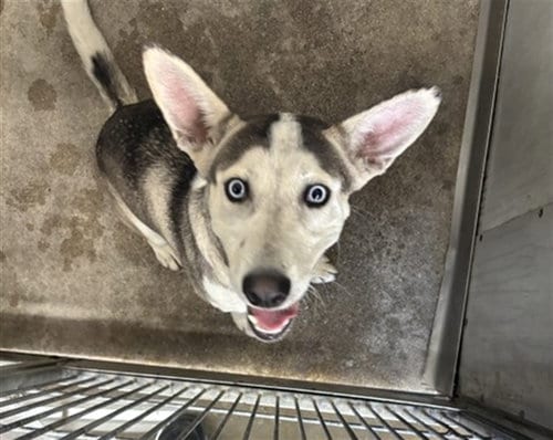 Photo of Peter, adoptable Siberian Husky in San Bernardino, California