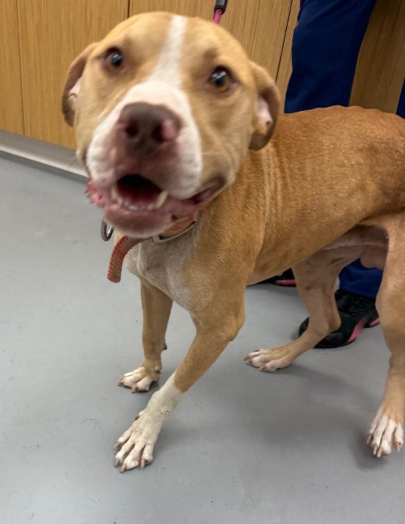 Photo of Marlow, adoptable Pit Bull Terrier in Hartsville, South Carolina
