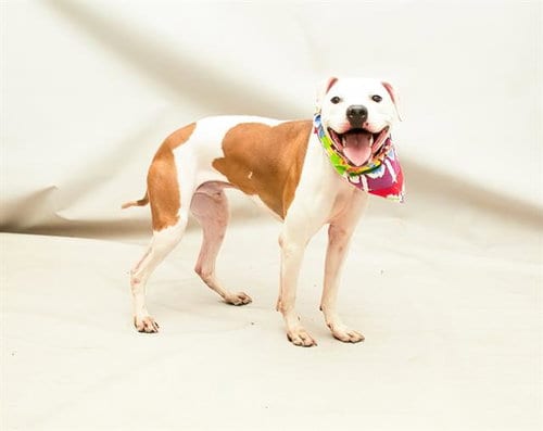 Photo of Cody, adoptable Boxer in Sanford, Florida