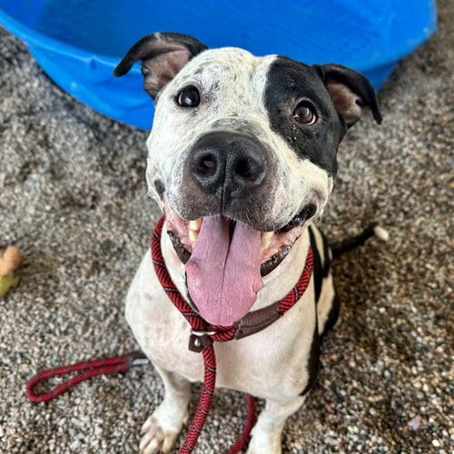 Photo of Kilo, adoptable American Pit Bull Terrier in Mesa, Arizona