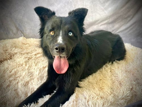 Photo of Aubrey, adoptable Border Collie in Salinas, California