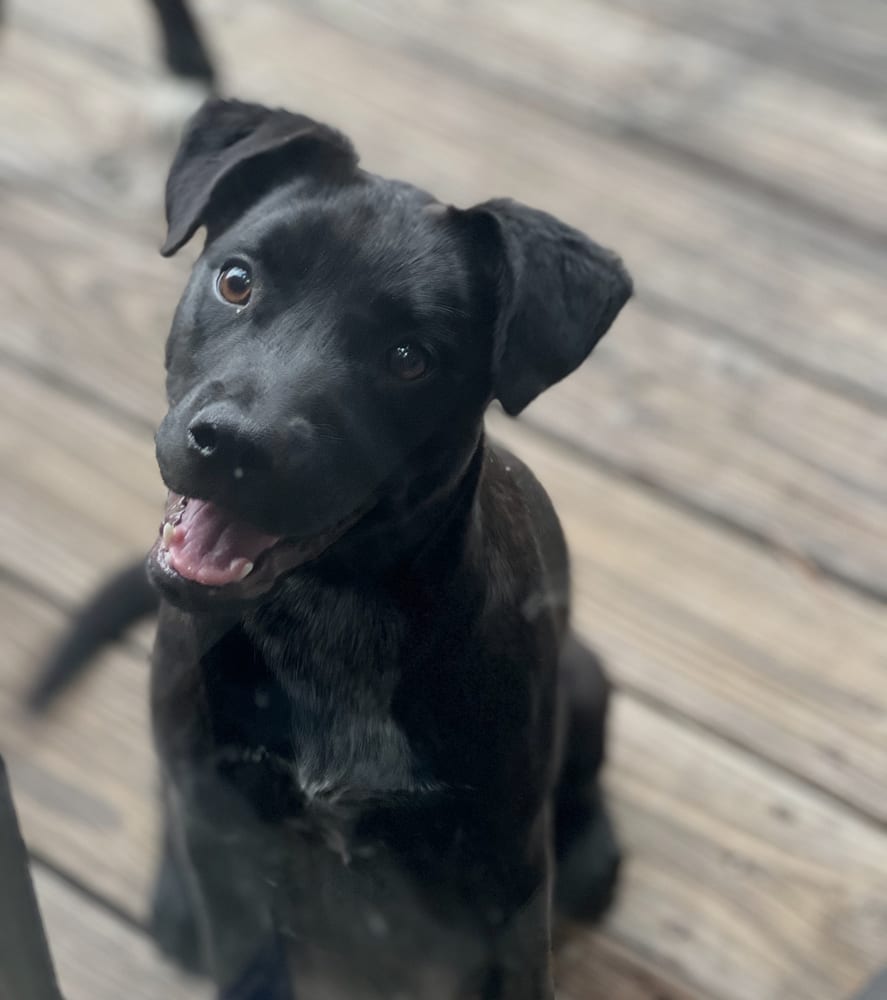Photo of Mila, adoptable Labrador Retriever in Dana Point, California