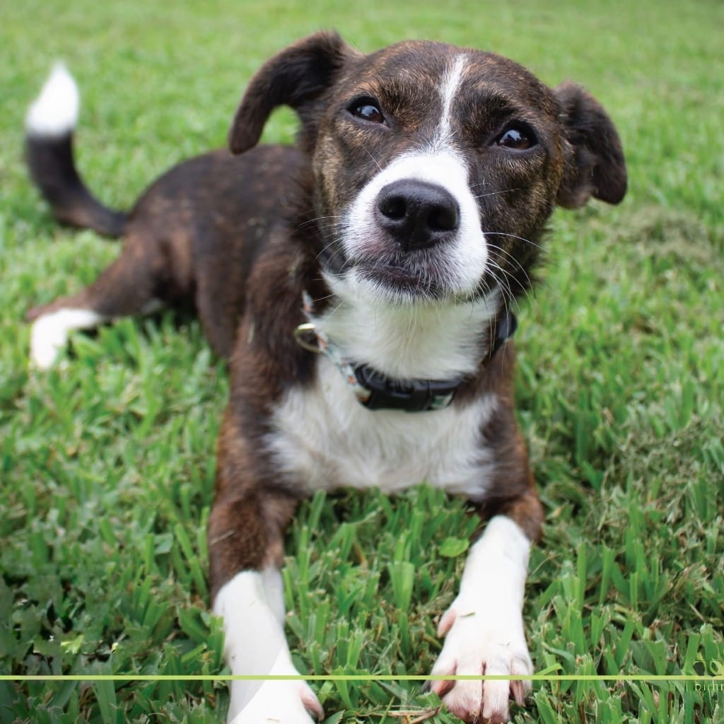 Photo of Bethany, adoptable Terrier in Bloomfield, Connecticut