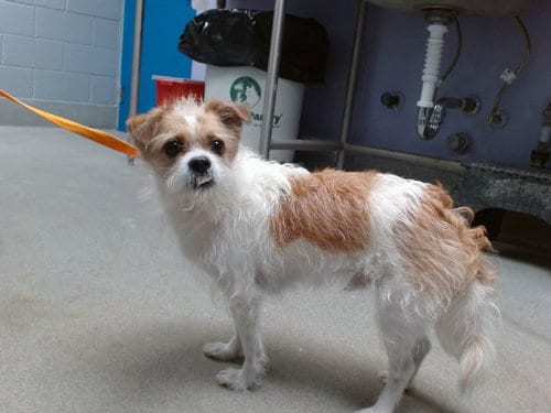 Photo of Echo, adoptable Border Terrier in Albuquerque, New Mexico