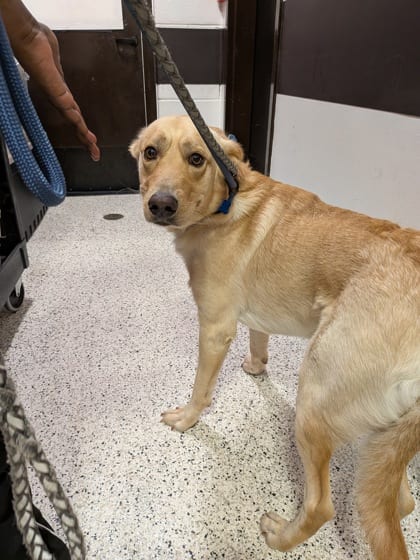 Photo of Honeycomb, adoptable dog in Atlanta, Georgia