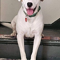 Photo of Hobie, adoptable American Pit Bull Terrier Staffordshire Bull Terrier in Beverly Hills, California