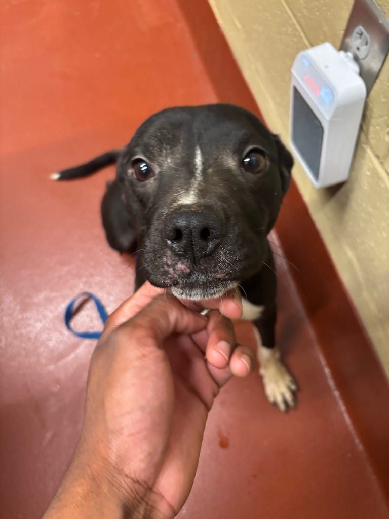 Photo of Fleet, adoptable Mixed Breed in Douglasville, Georgia
