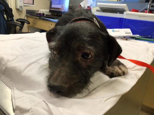 Photo of Toast, adoptable Terrier in Riverside, California