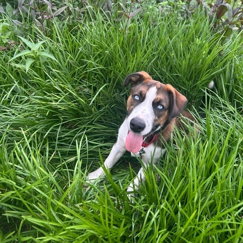 Photo of Frankie, adoptable Retriever in Fairfax Station, Virginia