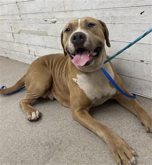 Photo of Pudding, adoptable American Pit Bull Terrier in San Bernardino, California