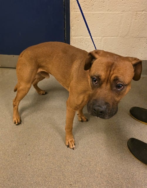 Photo of Luca, adoptable Terrier mix in Miami, Florida