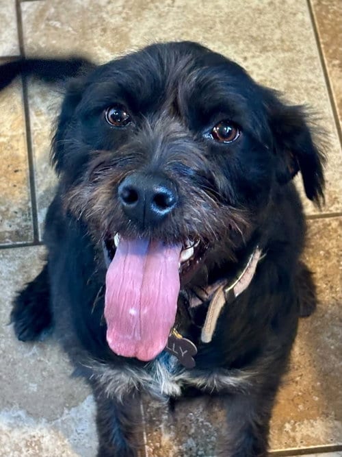 Photo of Holly, adoptable Poodle (Miniature) in Hillsboro, Missouri