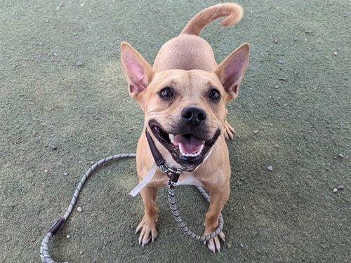 Photo of Badger, adoptable American Pit Bull Terrier in Phoenix, Arizona
