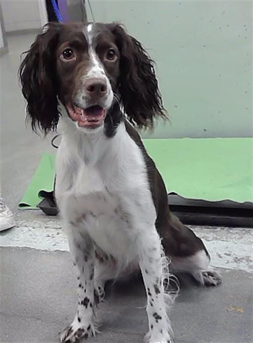 Photo of Birdie, adoptable English Springer Spaniel mix in Houston, Texas