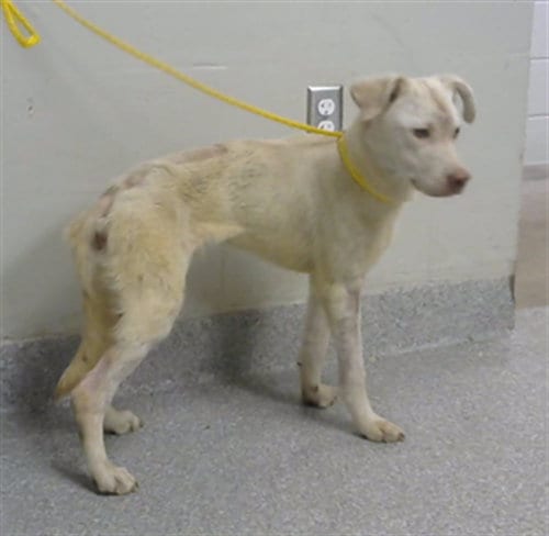 Photo of Cheddar, adoptable Labrador Retriever in Pasadena, Texas