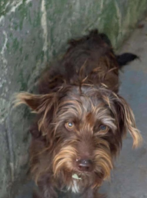 Photo of Dash - At shelter available 10/1, adoptable Dachshund in Rustburg, Virginia