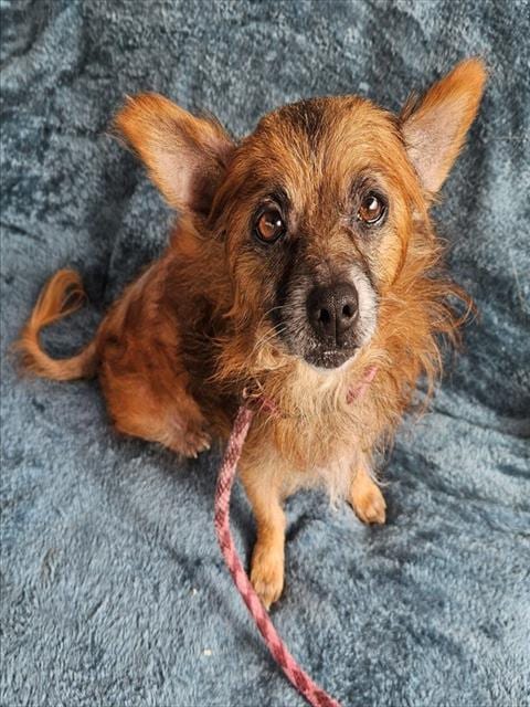 Photo of Teddy, adoptable Pomeranian in Camarillo, California