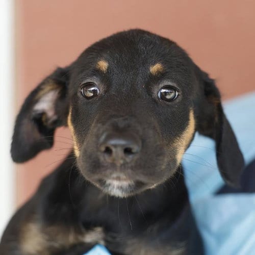 Photo of Troy, adoptable Doberman Pinscher in San Antonio, Texas