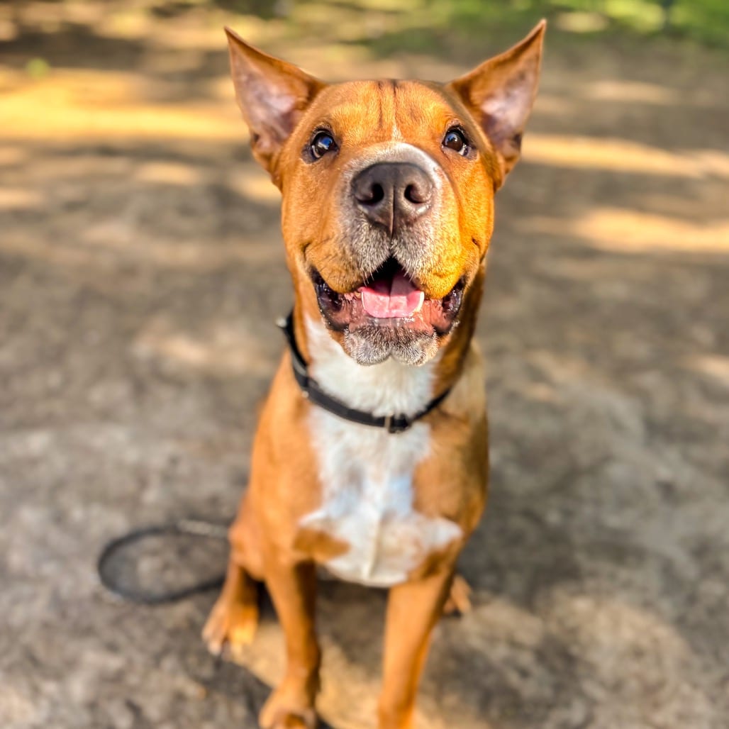 Photo of Scooby, adoptable Mixed Breed (Medium) in Ohio, Ohio