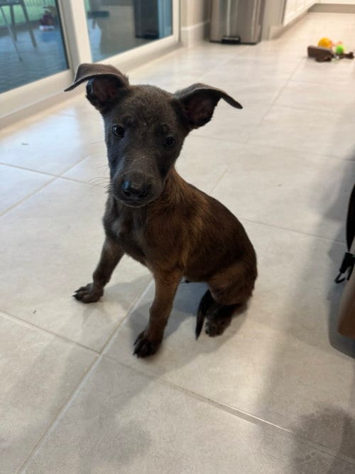Photo of Disney Dogs - Zero - Located in FL, adoptable Belgian Shepherd Malinois in Imlay City, Michigan