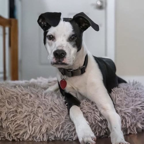 Photo of Wyle (Emmy Pup), adoptable Boxer in San Diego, California