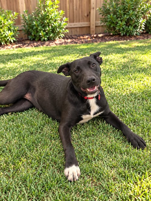 Photo of Harlow (f), adoptable Pit Bull Terrier in Nashville, Tennessee