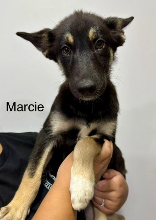 Photo of Marcie, adoptable German Shepherd Dog in El Centro, California