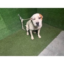 Photo of Cisco, adoptable American Pit Bull Terrier in Lancaster, California