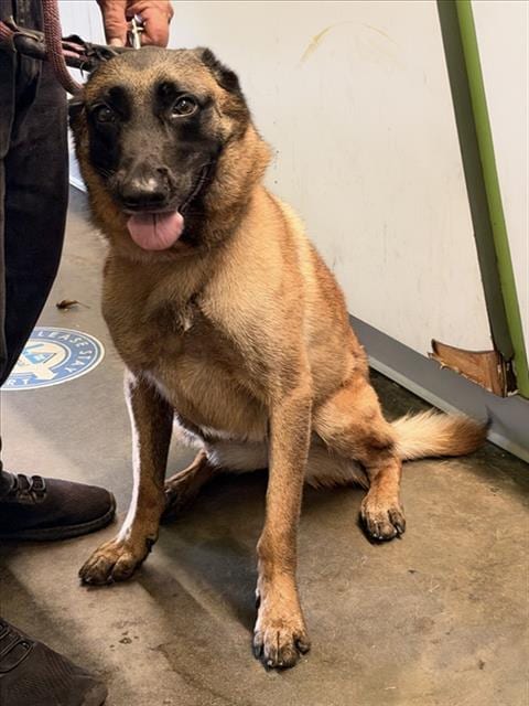 Photo of Arrow, adoptable Belgian Shepherd Malinois in Los Angeles, California