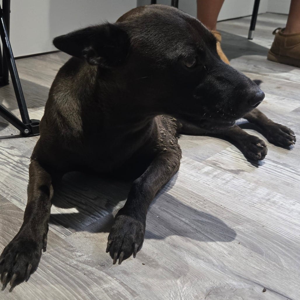 Photo of bella, adoptable Mixed Breed (Medium) in Houston, Texas