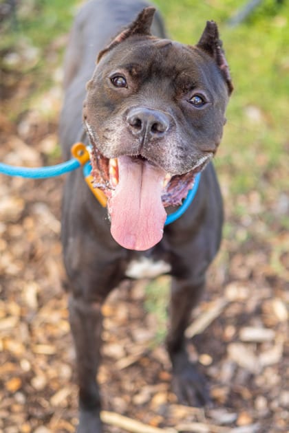 Photo of Vance, adoptable dog in Chamblee, Georgia