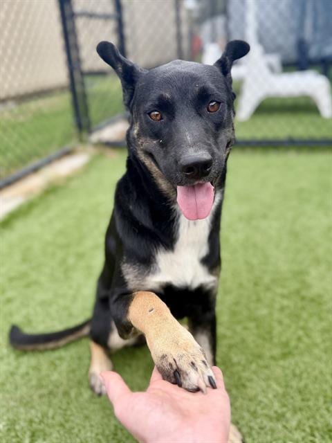 Photo of Lego, adoptable Australian Cattle Dog/Blue Heeler in Dallas, Texas