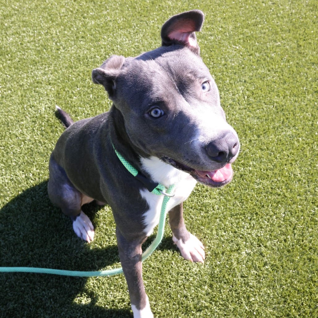 Photo of Jeremy, adoptable Terrier, Pit Bull in Spartanburg, South Carolina