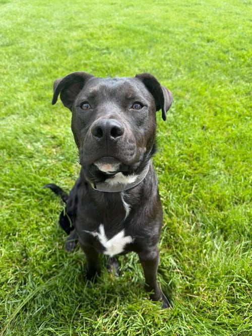 Photo of Jason, adoptable American Pit Bull Terrier in Sandy, Utah