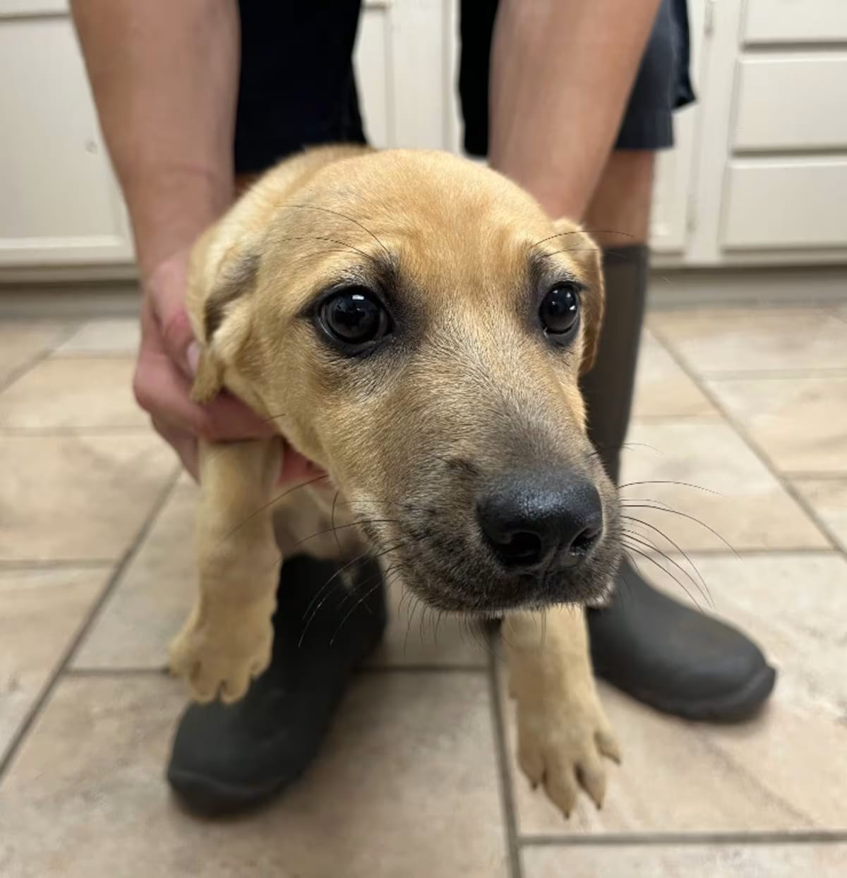 Photo of Cheetah, adoptable Shepherd (Unknown Type) in Batesville, Arkansas