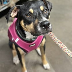 Photo of Daisy, adoptable Mountain Cur in East Hartford, Connecticut