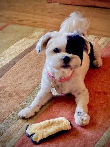 Photo of Patches, adoptable Shih Tzu in Oakley, California