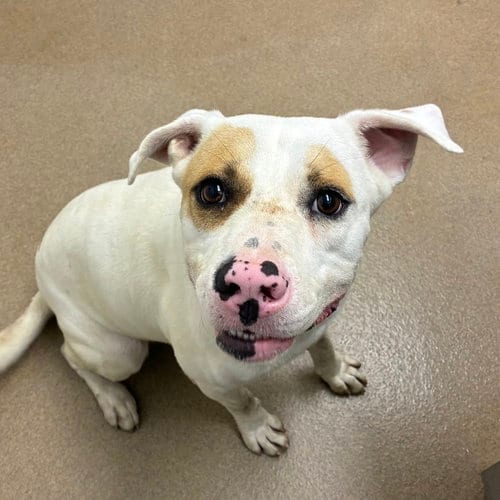 Photo of Amarillo GCH, adoptable Pit Bull Terrier in Rockaway, New Jersey