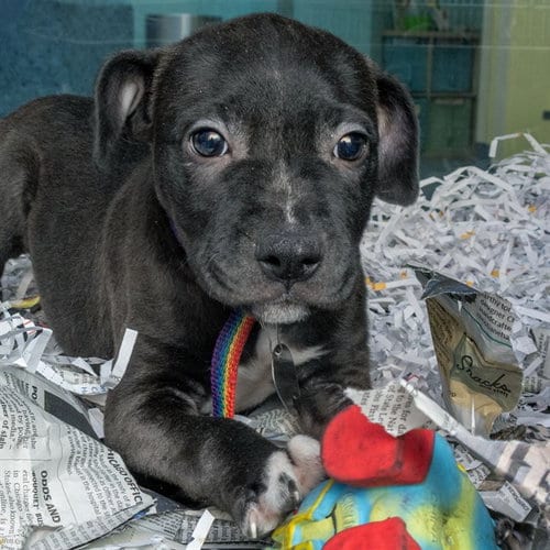 Photo of Ned, adoptable Pit Bull Terrier in Maryland, Missouri