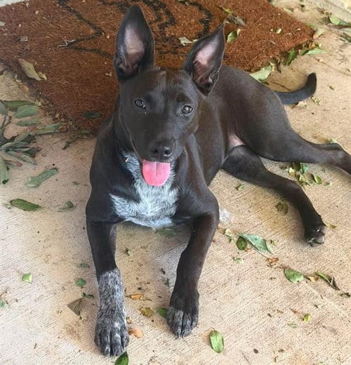 Photo of Janie, adoptable Australian Cattle Dog/Blue Heeler in San Antonio, Texas
