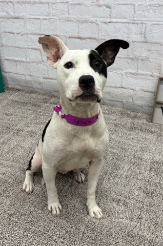 Photo of Floatry, adoptable American Pit Bull Terrier in Detroit, Michigan