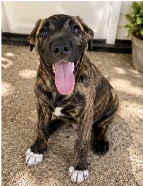 Photo of Scalloped, adoptable German Shepherd Dog in Riverside, California